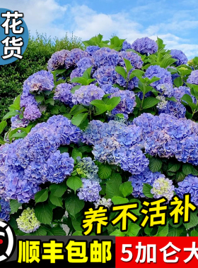 绣球花苗盆栽耐寒老桩四季开花