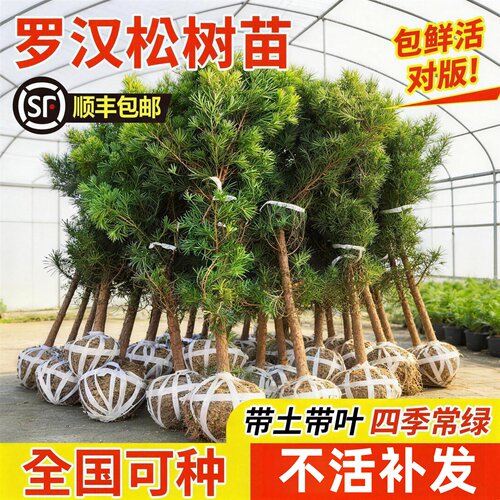 正宗罗汉松树苗盆景四季常青