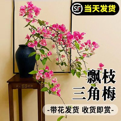 三角梅爬藤四季开花植物室内阳台花卉盆栽带花勤花马斯三角梅花苗