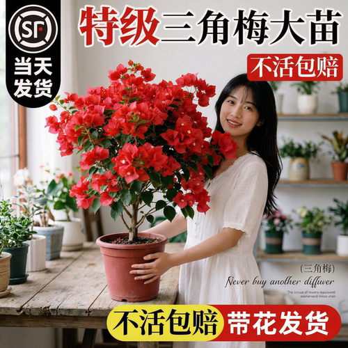高端三角梅盆栽重瓣老桩漳红樱