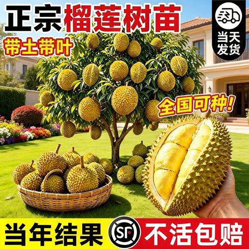 金枕榴莲嫁接果树苗耐寒好养