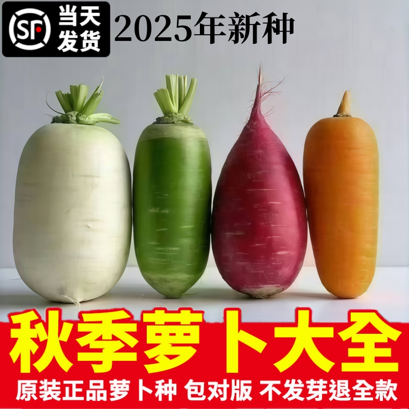 水果萝卜种籽秋冬季凤梨子