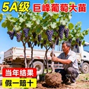 葡萄树苗果苗巨峰葡萄夏黑蓝宝石阳光玫瑰带土发货南北方种植果树