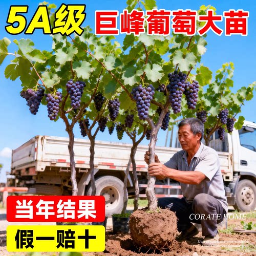 葡萄树苗果苗巨峰葡萄夏黑蓝宝石阳光玫瑰带土发货南北方种植果树