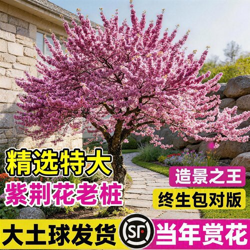 精选特大紫荆花老桩庭院风景树苗