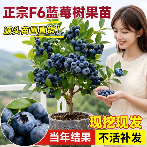 蓝莓盆栽果苗当年结果南北可种