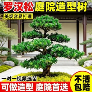 黑松精品盆景庭院首选造型树罗汉松黄杨亮晶女贞百搭造景植物美观