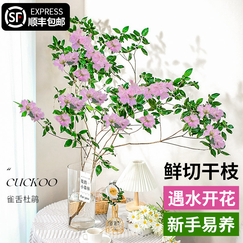 雀舌杜鹃水培植物鲜切枝条盆栽四季开花室内客厅花卉水养鲜花绿植