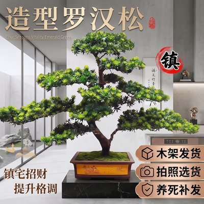 正宗罗汉松盆景临水式老桩真树