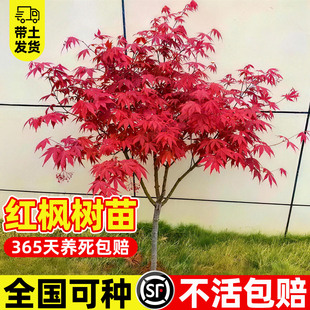 中国红枫树苗盆栽庭院别墅风景树四季红舞室内外耐寒绿化植物花卉