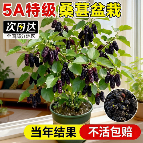 桑葚树苗嫁接大叶长果高产