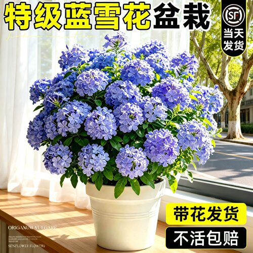 蓝雪花盆栽四季开花带苞好养