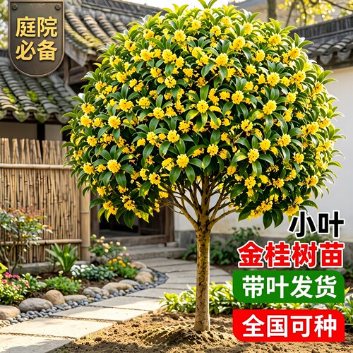 小叶金桂四季桂花树苗庭院地栽