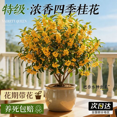 特级大盆老桩四季桂花盆栽浓香