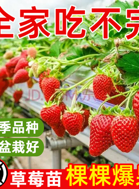 草莓苗四季盆栽室内食用草莓
