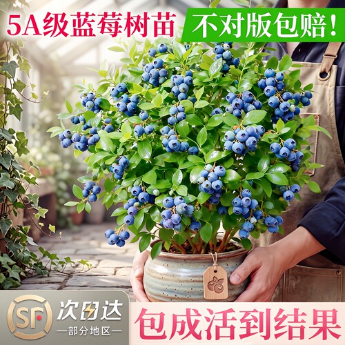 特大号蓝莓盆栽带果南北可种