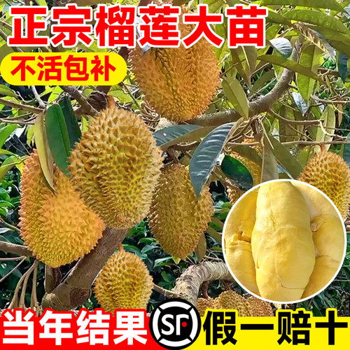 榴莲树果苗南北方种植耐寒