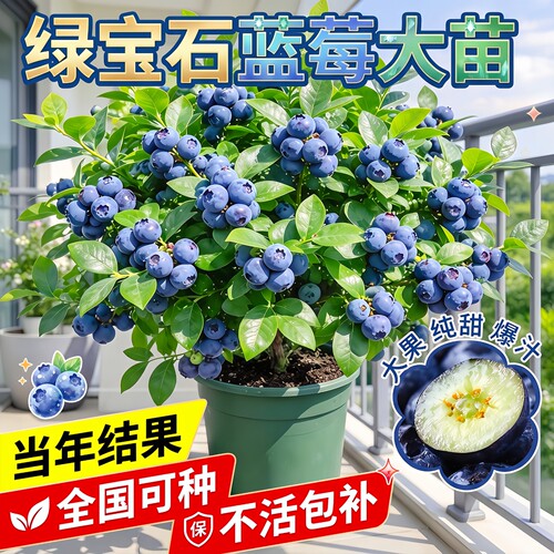 绿宝石蓝莓树苗盆栽当年结果