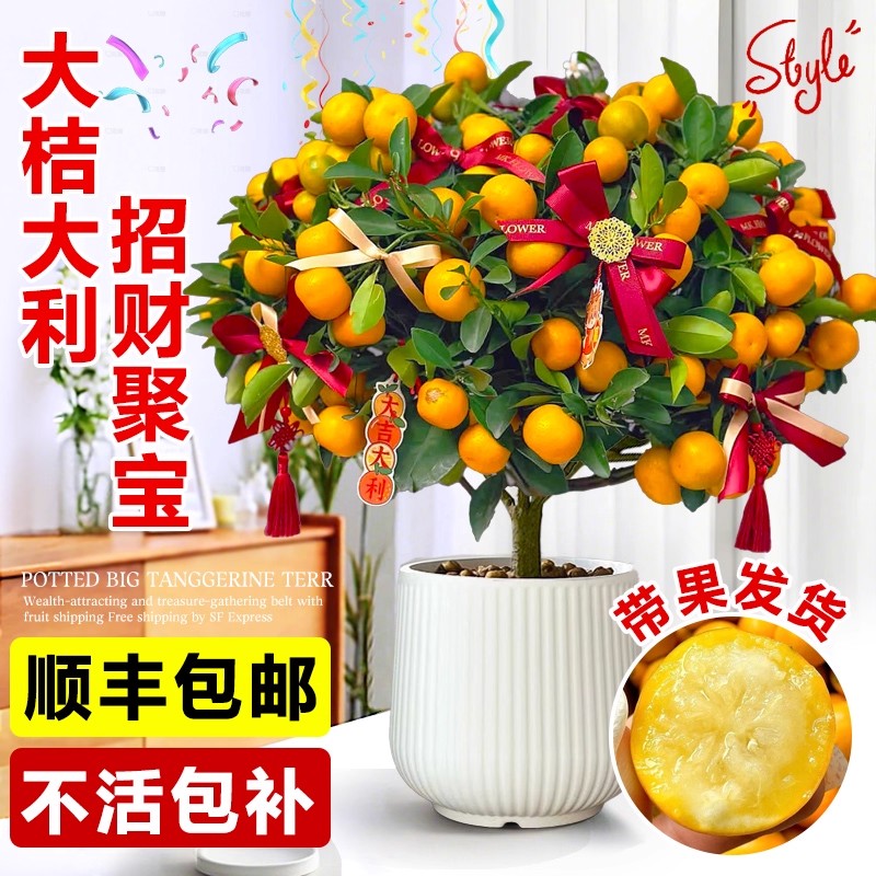 金桔树盆栽四季带果可食用