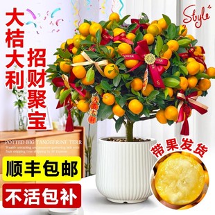 四季金桔树盆栽可食用新年室内橘子果树绿植沙砂糖桔树苗带果盆景