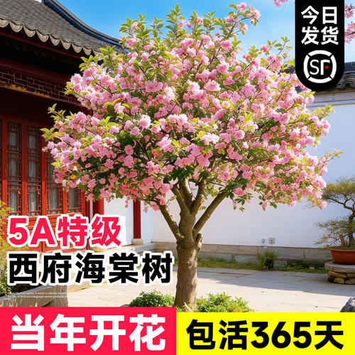 海棠树苗庭院地栽特大树北美垂丝西府海棠果花卉四季种植开花植物