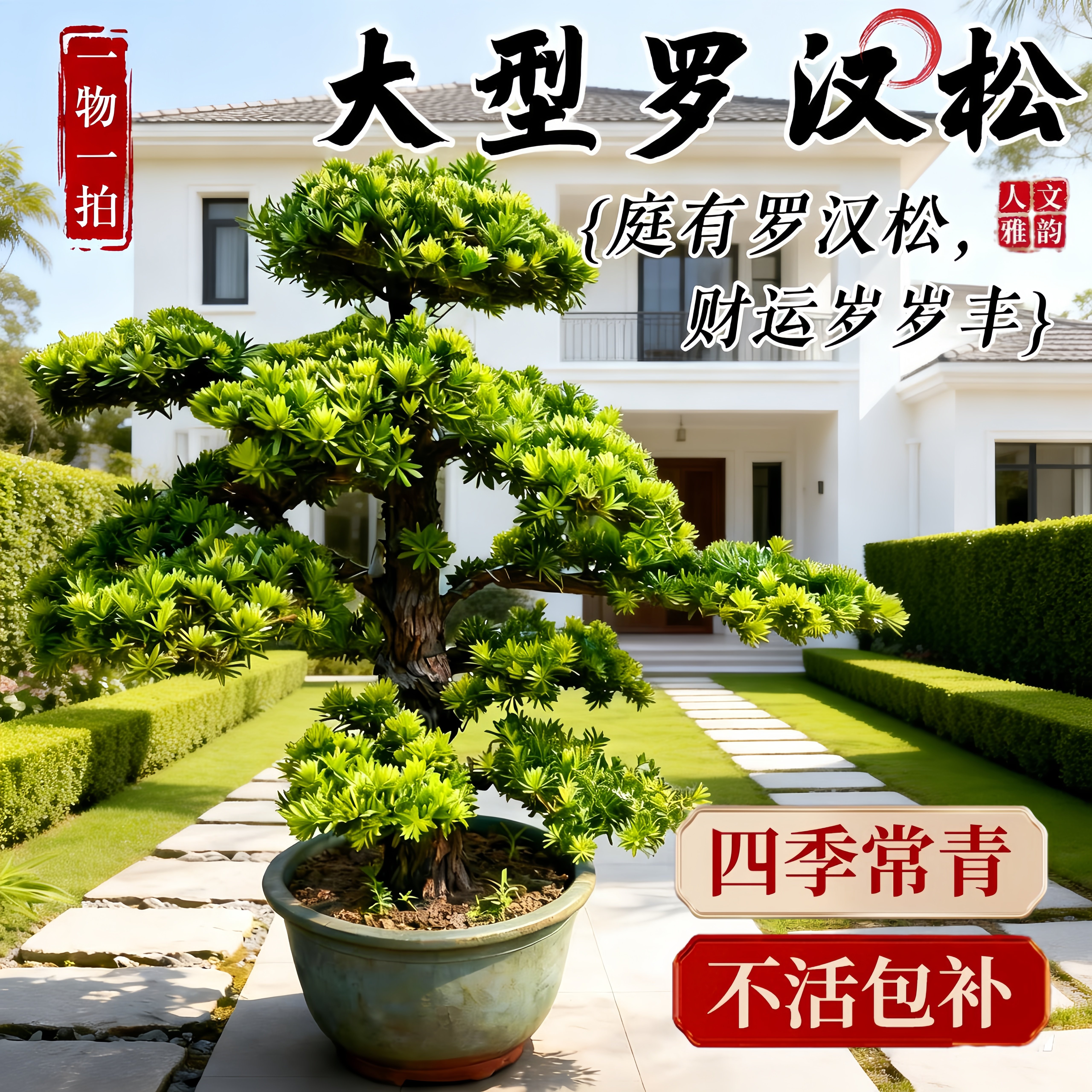 大型罗汉松造型盆景耐旱绿植景观树名贵老桩迎客松庭院招财送礼