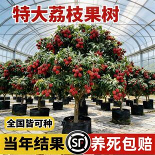 荔枝树苗嫁接无核桂味特大果树果苗盆栽车厘子南北方种植庭院地栽