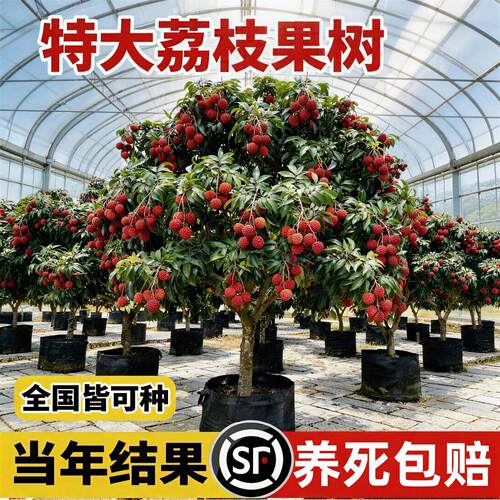 嫁接无核桂味荔枝树苗特大果