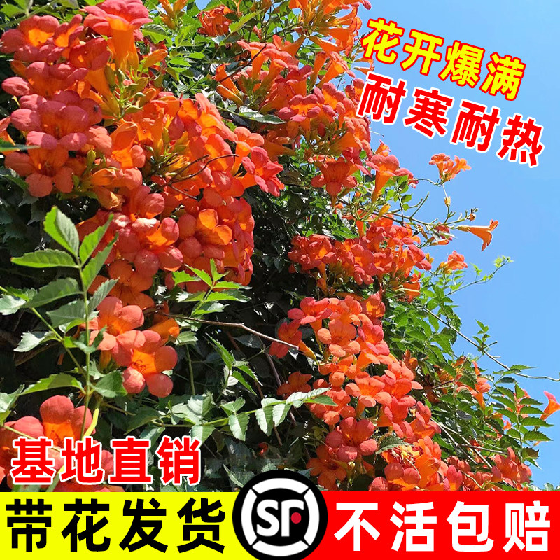 凌霄花大苗爬藤植物四季开花藤蔓花卉室外庭院老桩炮仗花蒜香紫藤