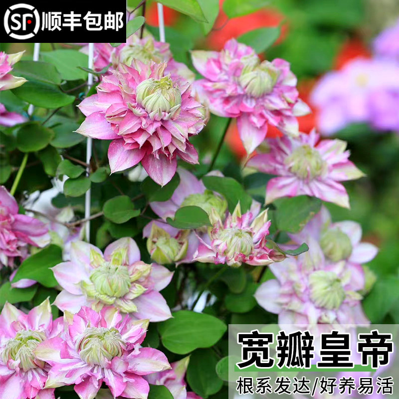 宽瓣皇帝铁线莲盆栽庭院喷泉丰花爬藤花卉阳台花卉绿植大花多季