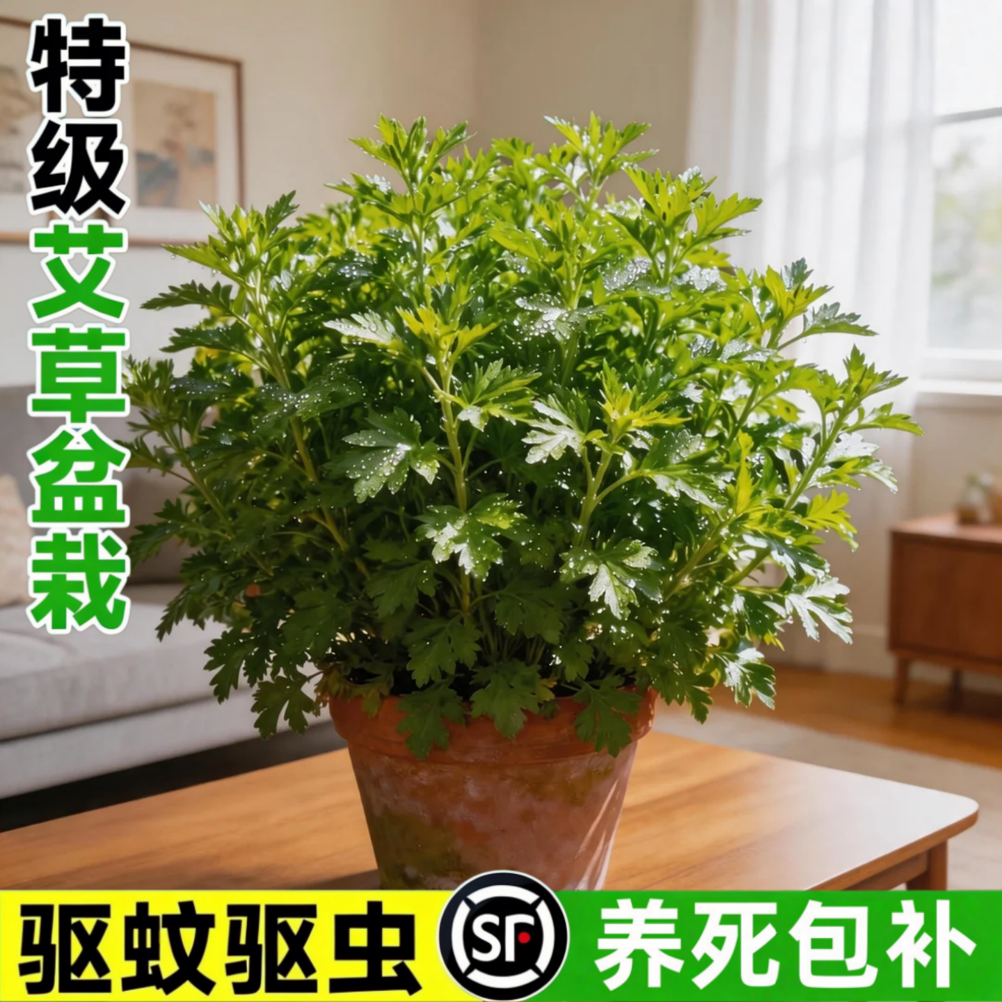 艾草盆栽新鲜可食用艾草叶绿植客厅四季常青驱蚊香草植物香叶花卉