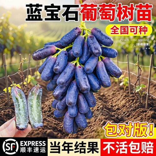无籽巨峰葡萄树苗阳台盆栽好养