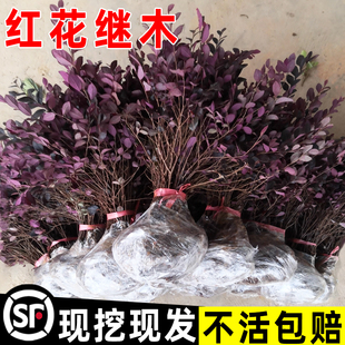 红花继木树苗老桩室外庭院地栽耐寒植物风景树绿化园林工程苗四季
