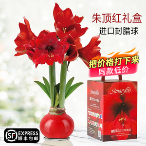朱顶红蜡球新年喜庆年宵花卉礼盒装盆栽无需水土植物四季开花绿植