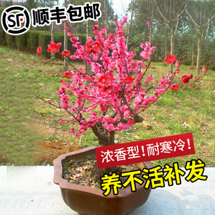 红梅盆栽腊梅花树苗盆景原生老桩植物耐寒抗冻绿植冬季花卉浓香型