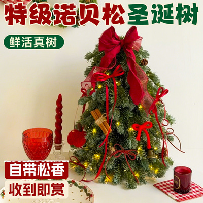 诺贝松真圣诞树云杉鲜切桌面盆栽