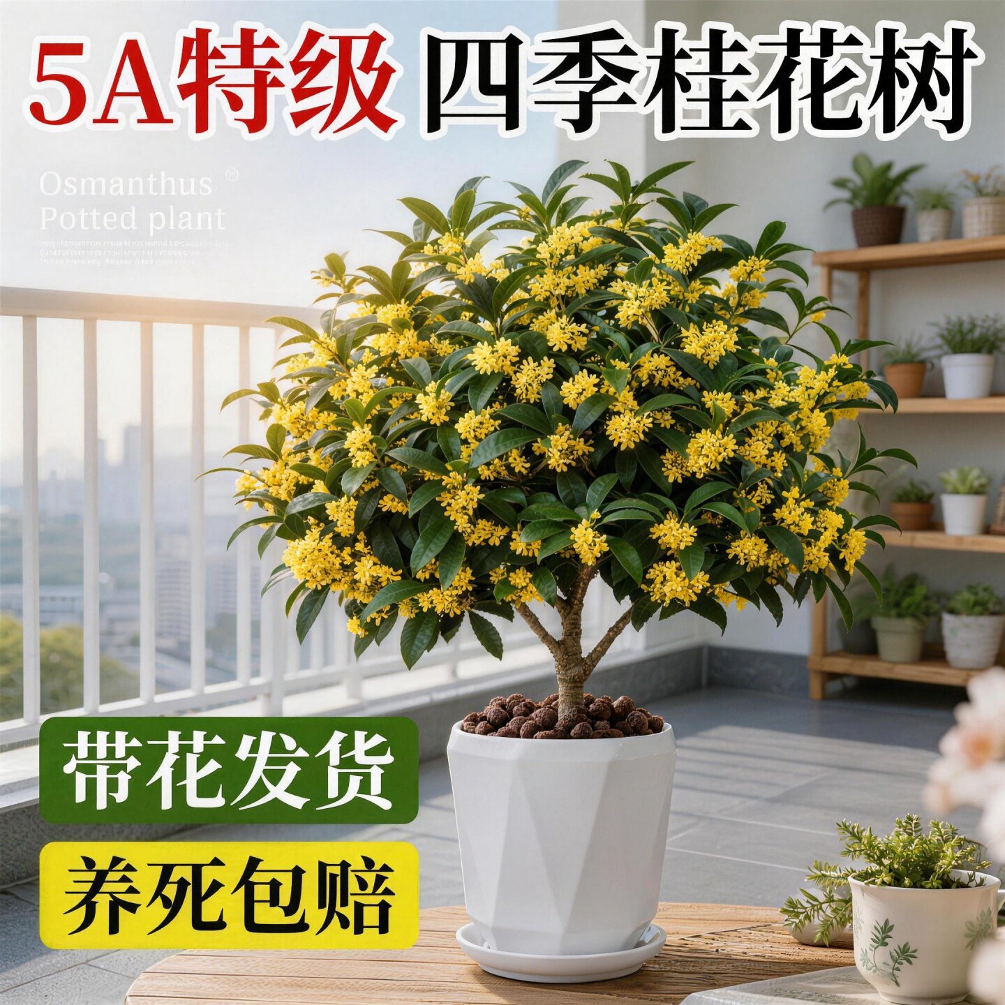 正宗四季浓香耐热桂花树盆栽图片
