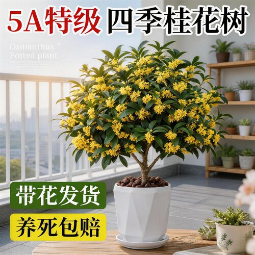 正宗四季浓香耐热桂花树盆栽