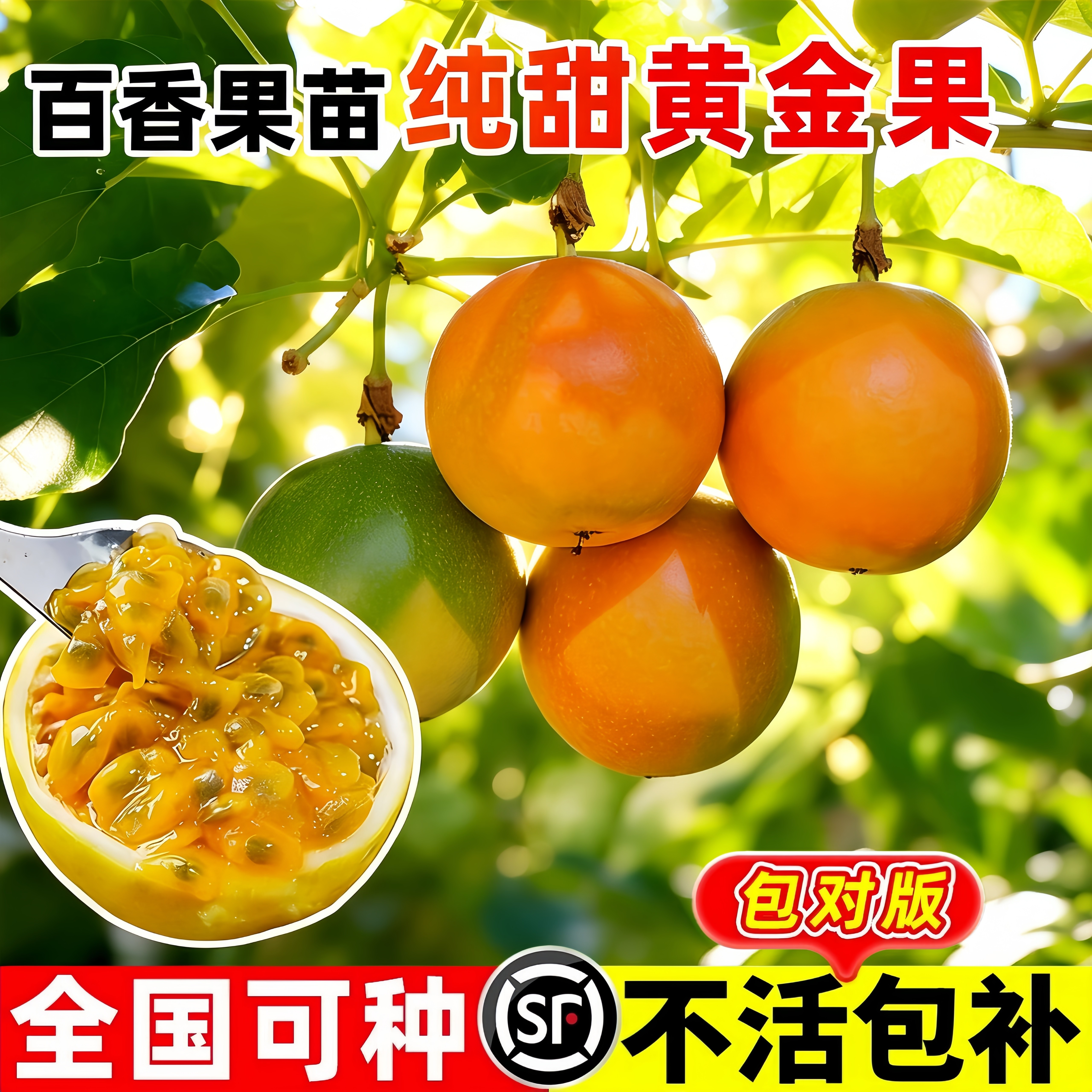 台农黄金紫香百香果嫁接大苗图片