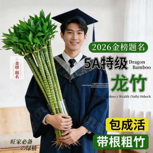 龙竹水培带根4支金榜题名