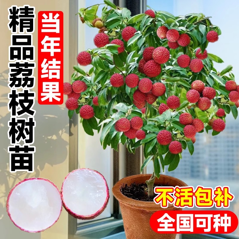 荔枝树苖无核桂味果树盆栽妃子笑