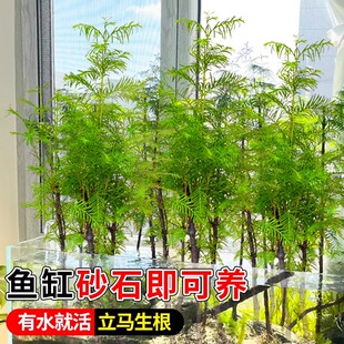 水杉鱼缸造景水培溪流缸盆栽盆景鱼池水生植物绿植室内外水草客厅