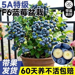 蓝莓树果苗盆栽特大号带果花香F6蓝莓四季 南北方室内阳台种植果树