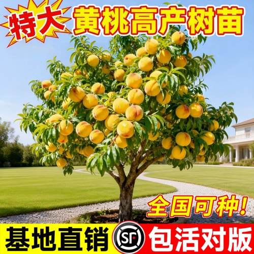 正宗锦绣黄桃树苗当年结果盆栽