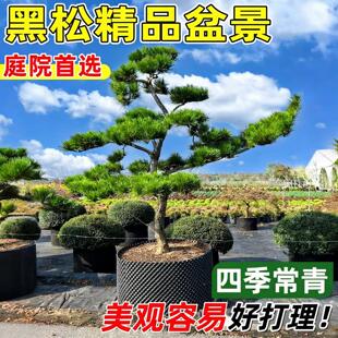 罗汉松庭院造型树别墅盆景迎客松正宗老桩室外落地盆栽名贵绿化树