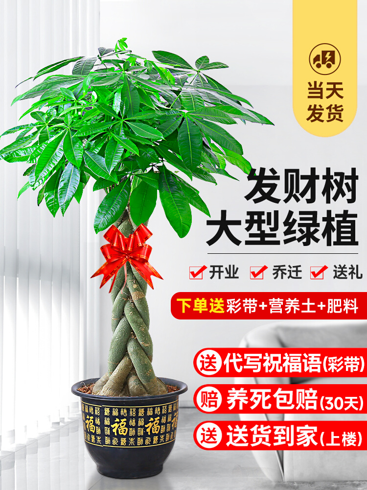 发财树盆栽室内好养大型招财树绿植物客厅办公室乔迁开业花卉盆景 鲜花速递/花卉仿真/绿植园艺 大型绿植/成品组合盆栽 原图主图