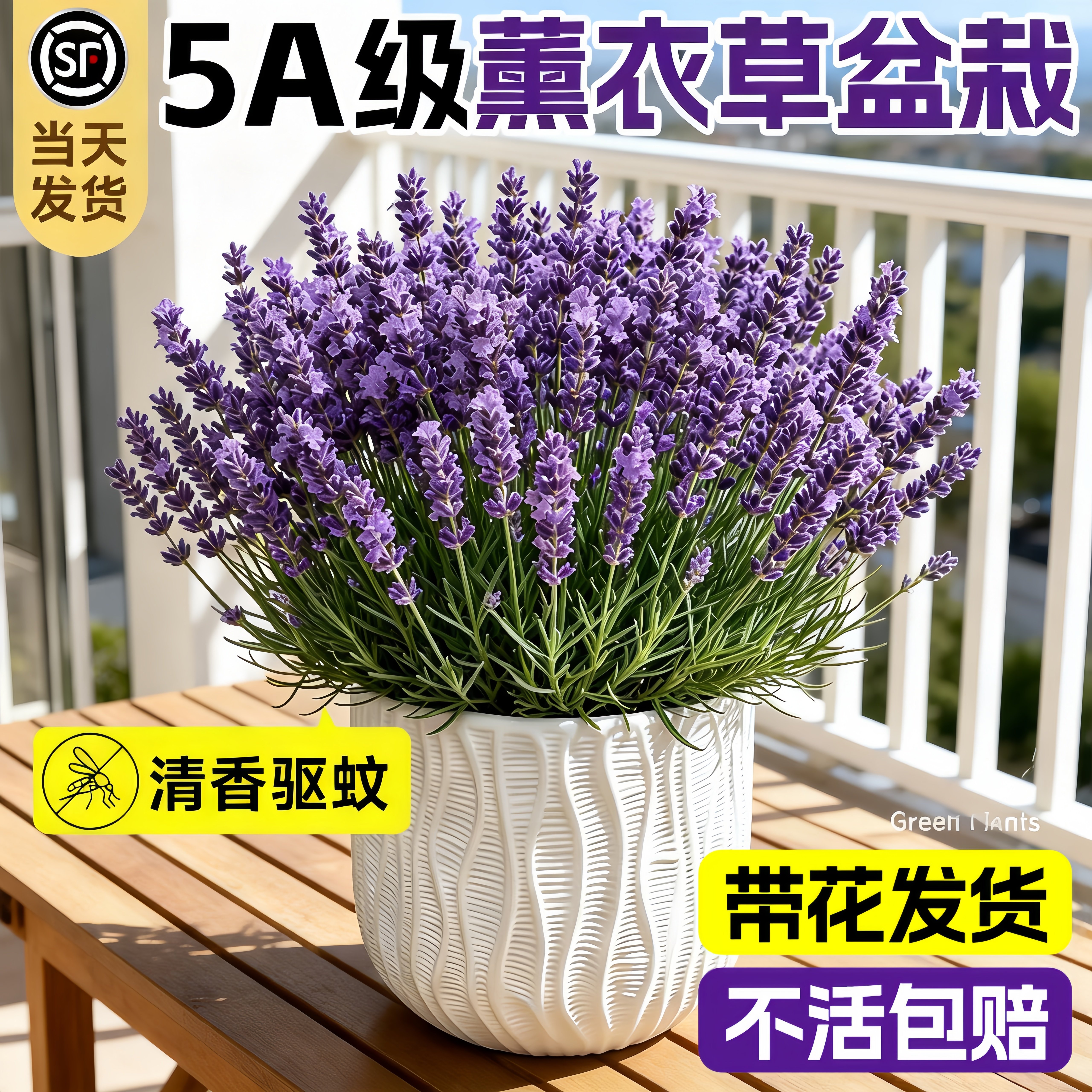 薰衣草盆栽驱蚊植物带花鲜花苗室内外桌面阳台四季开花卉绿植好养