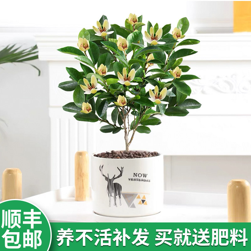 含笑花盆栽带花苞四季浓香型老桩树苗花卉植物室内客厅小绿植好养