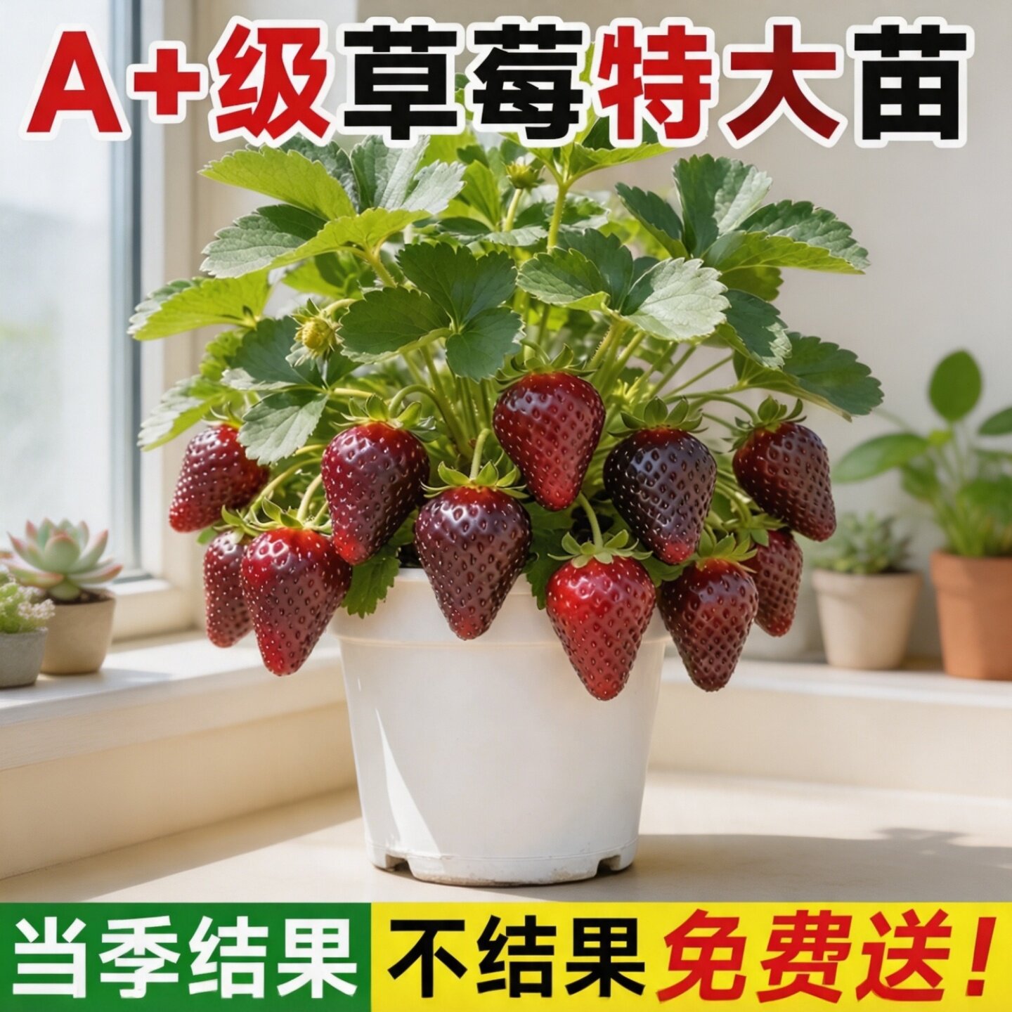 奶油草莓苗盆栽带果带花四季结果高产好养庭院阳台特耐寒好养果苗