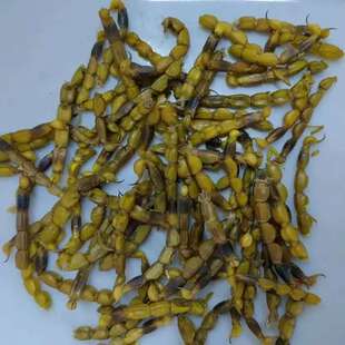 全蝎尾中药材全虫蝎子正品特级实拍图蝎子粉包邮十足无盐清水药用